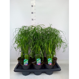 Cyperus alternifolius