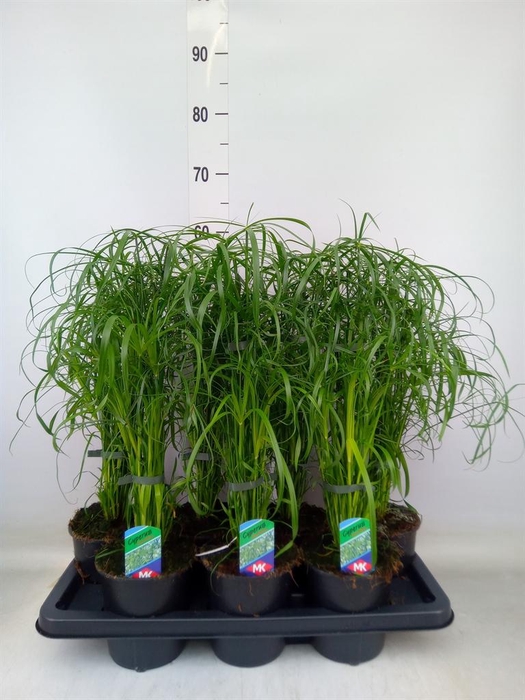 <h4>Cyperus alternifolius</h4>