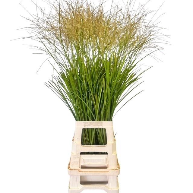 <h4>Miscanthus Sinensis Ov White</h4>