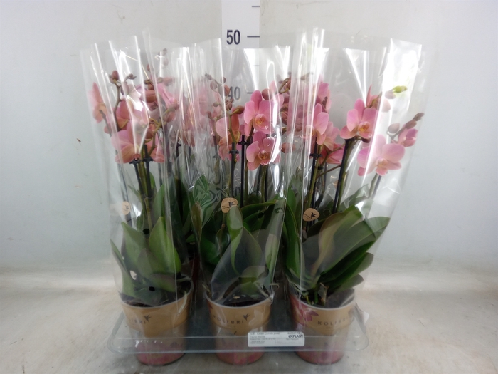 <h4>Phalaenopsis multi. 'Ant Treviso'</h4>