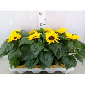 Helianthus an. 'Sunsation'
