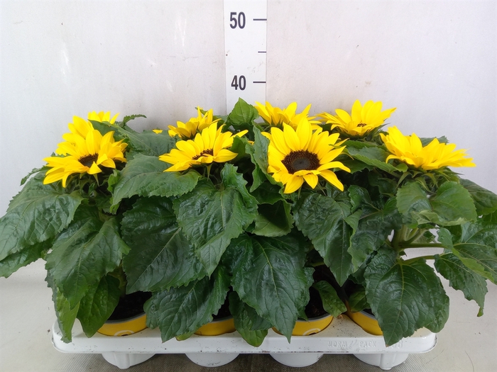 <h4>Helianthus an. 'Sunsation'</h4>