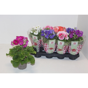 PRIM OB SWEETK A GEM