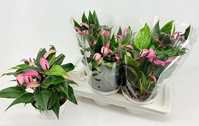 <h4>ANTHU ZIZOU</h4>