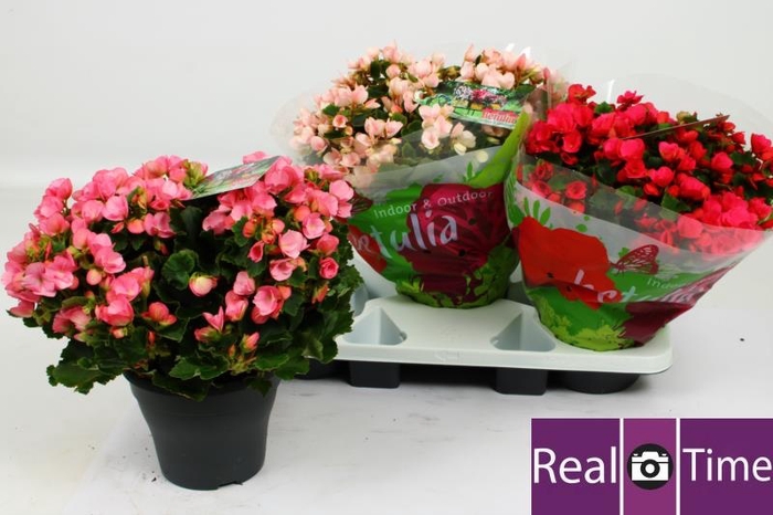 <h4>BEG EN BETULIA GEM</h4>