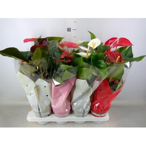 Anthurium   ...mix 4