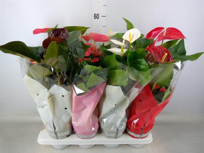 <h4>Anthurium   ...mix 4</h4>