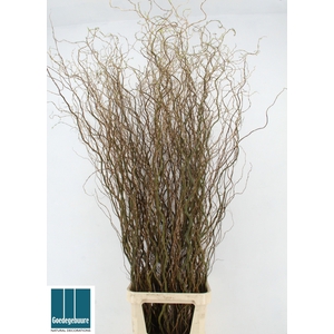 Salix B Tortuosa 180 Cm