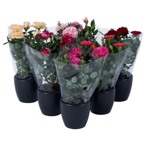 Nolina Roses Ø 7 cm Mix Anthracite ceramics