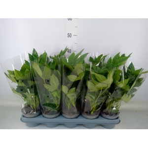 Fatsia japonica   ...