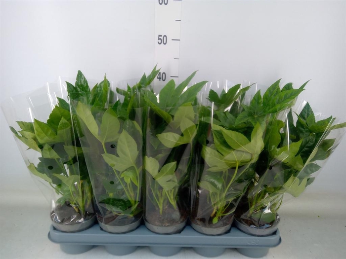 <h4>Fatsia japonica   ...</h4>