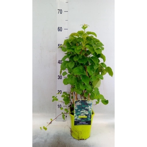 Hydrangea anomala subsp. petiolaris