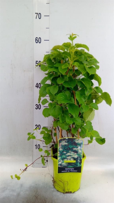 <h4>Hydrangea anomala subsp. petiolaris</h4>