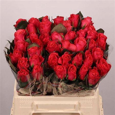 <h4>R Gr Pink Tacazzi+</h4>