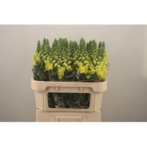 Antirrhinum Nl. Yellow Legend