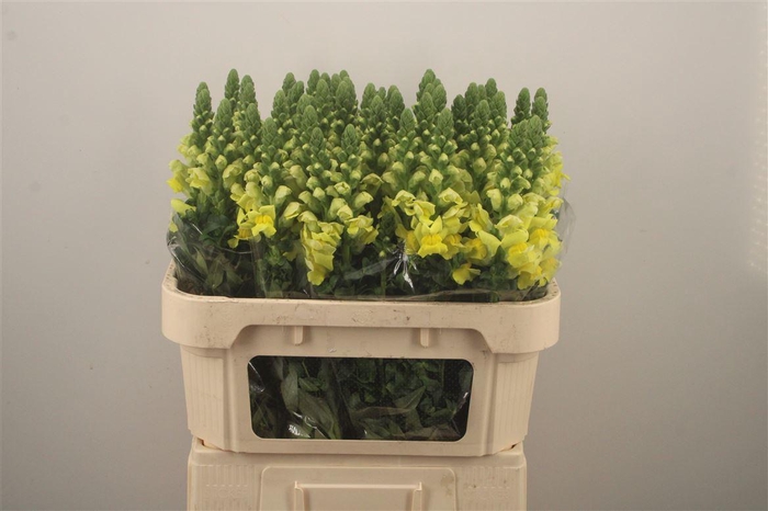 <h4>Antirrhinum Nl. Yellow Legend</h4>