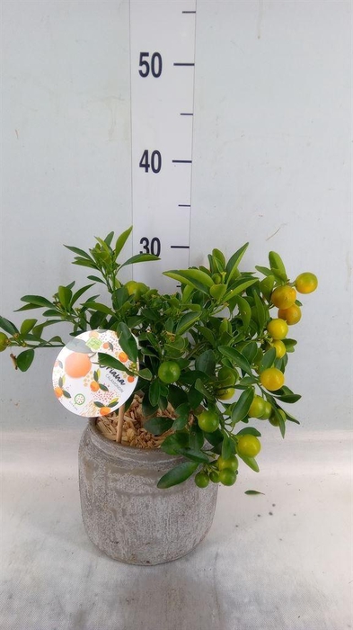 <h4>Arr.   Tuinplanten H%</h4>