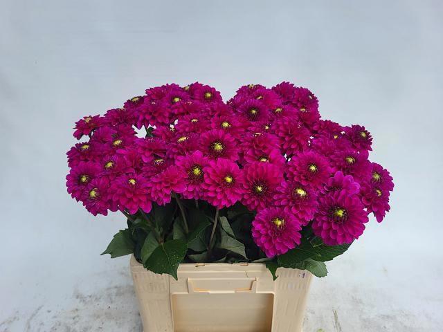 <h4>DAHL BALL PURPLE FOX</h4>