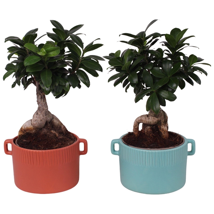<h4>Ficus m. Ginseng Ball Shape Ø15cm in Ø20cm Ceramic EV463</h4>