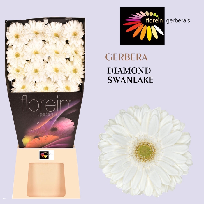 <h4>Gerbera Swanlake Diamond</h4>
