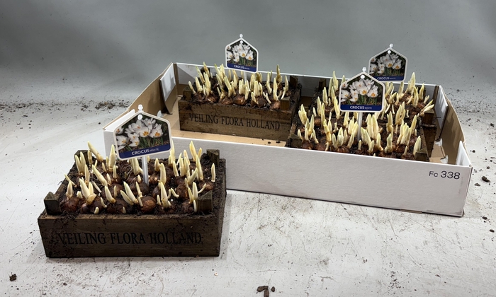 <h4>ARR BOL KNOLGEWAS</h4>