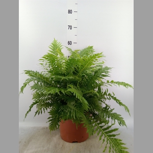 Blechnum gibbum 'Silver Lady'