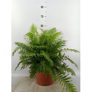 Blechnum gibbum 'Silver Lady'