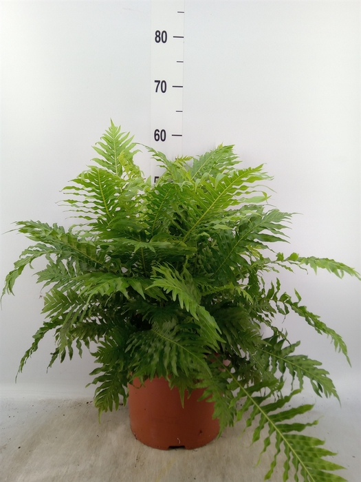 <h4>Blechnum gibbum 'Silver Lady'</h4>