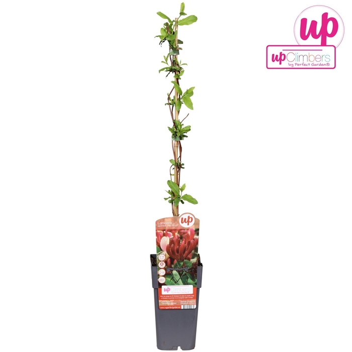 <h4>Lonicera Red World</h4>