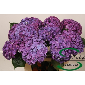 HYDR M ROY ANASTA RS