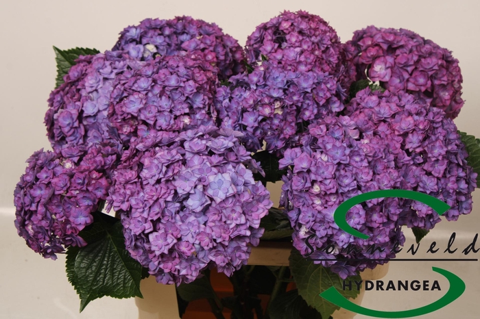 <h4>HYDR M ROY ANASTA RS</h4>