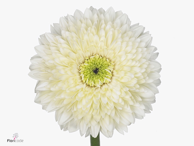 Gerbera Pomponi Moon Kick Diamond