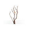 Syringa Branch Extra Laurens