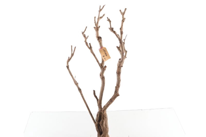 Syringa Branch Extra Laurens