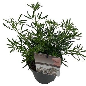 Choisya tern. 'White Dazzler' ® sense
