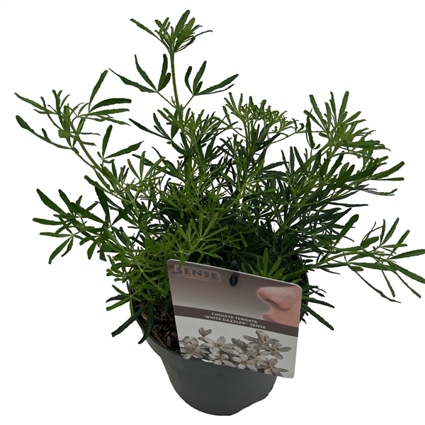 <h4>Choisya tern. 'White Dazzler' ® sense</h4>
