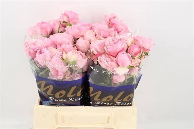 <h4>R TR MANSFI PINK PA</h4>