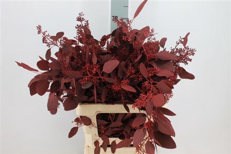 <h4>Euca Populus Bes Klb. Bordeaux X5 300 Gram</h4>