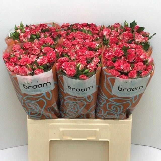 <h4>ROSA TR 'FIREWORKS'</h4>