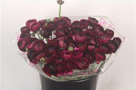 <h4>Ran.. Su Brown Extra X50</h4>