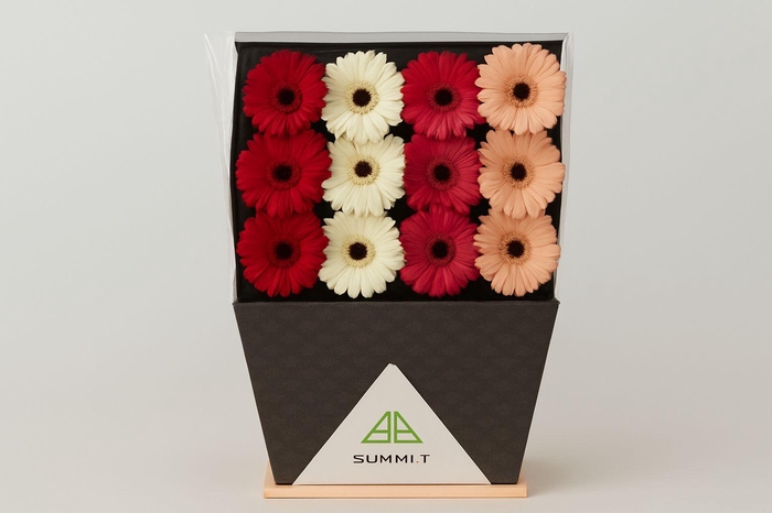 <h4>Gerbera Mix Winter Diamond</h4>