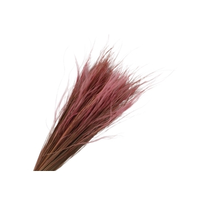 Stipa Pennata Pink