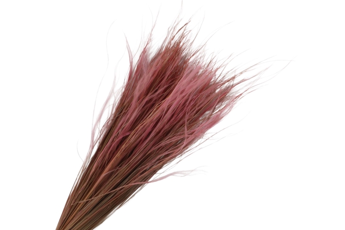 <h4>Stipa Pennata Pink</h4>