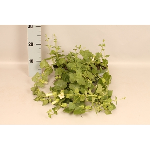 Lophospermum arubescens Lofos Compact White