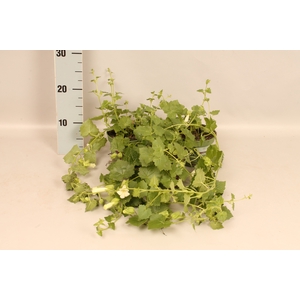 Lophospermum arubescens Lofos Compact White