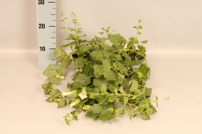 <h4>Lophospermum arubescens Lofos Compact White</h4>