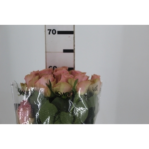 ROSA SOPHIA LOREN 060 CM ESTUFA