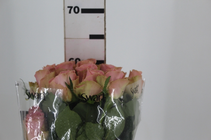 <h4>ROSA SOPHIA LOREN 060 CM ESTUFA</h4>