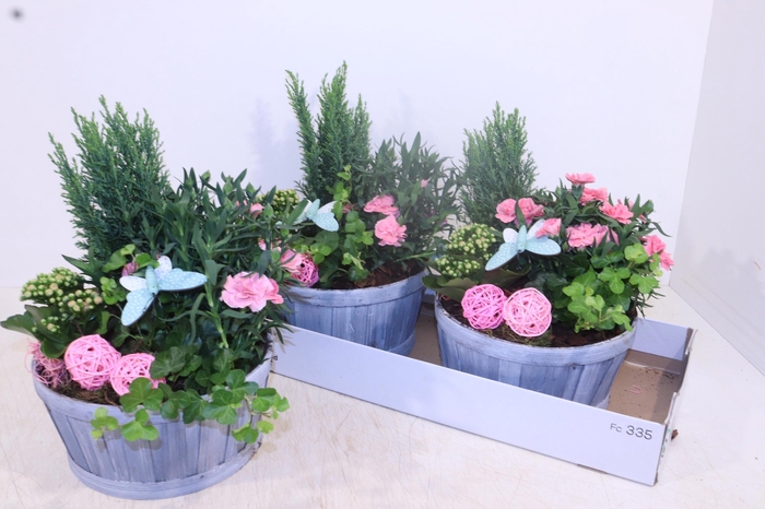 <h4>ARR TUINPLANTEN</h4>