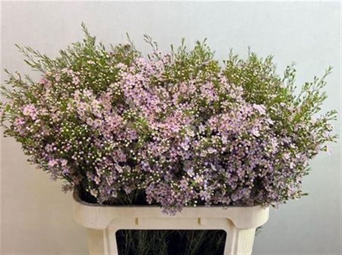 <h4>CHAME UN WENDY ROSE</h4>